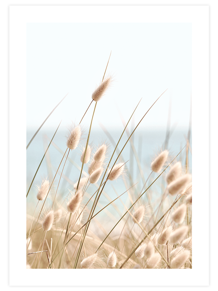 Tavşan Kuyruğu - Art Print