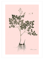 Thalictrum Foetidum (Çayırsedefi)- Art Print