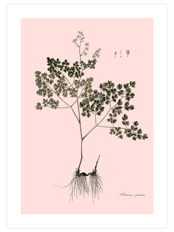 Thalictrum Foetidum (Çayırsedefi)- Art Print