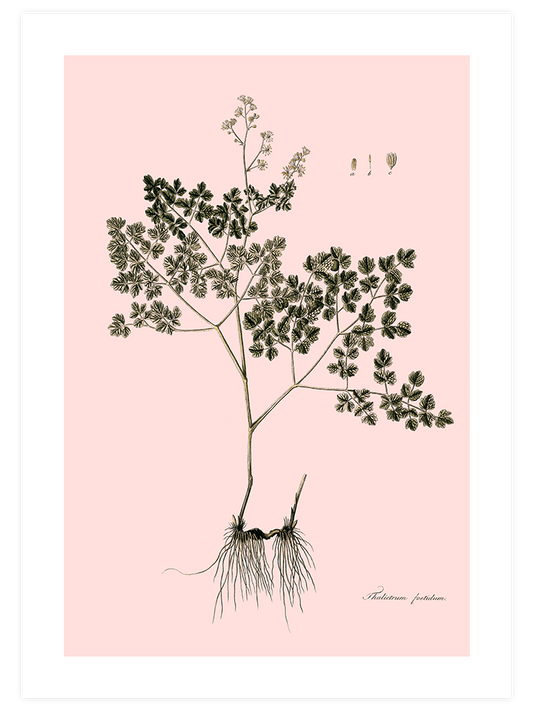 Thalictrum Foetidum (Çayırsedefi)Poster - Giclée Baskı