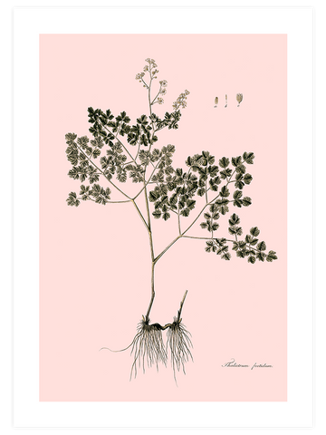 Thalictrum Foetidum (Çayırsedefi)- Art Print
