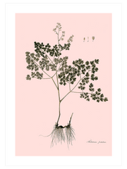 Thalictrum Foetidum (Çayırsedefi)- Fine Art Poster