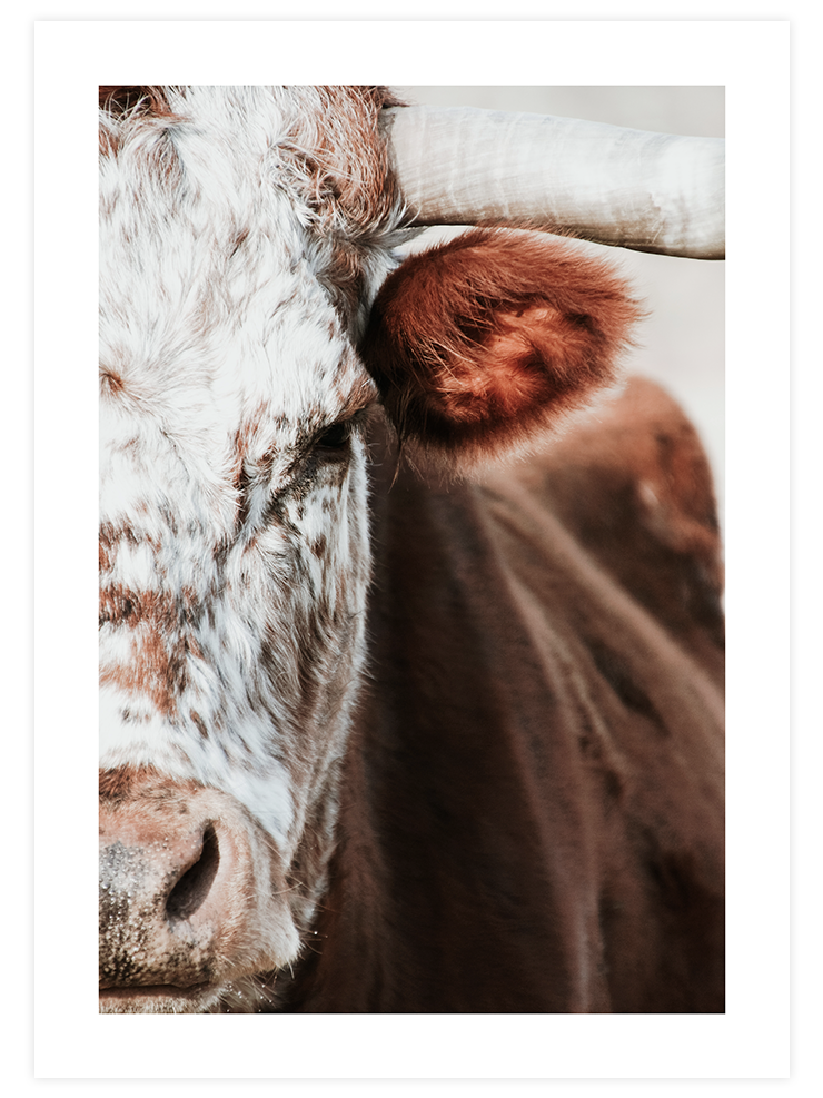 The Cow - Art Print Ürün ana görseli