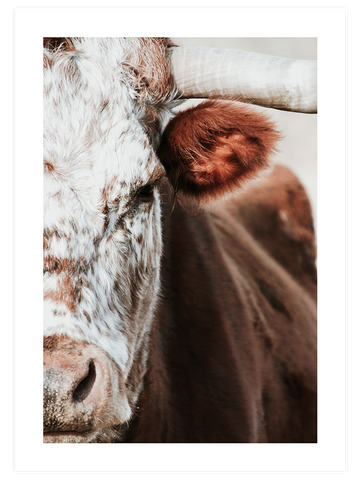The Cow - Art Print