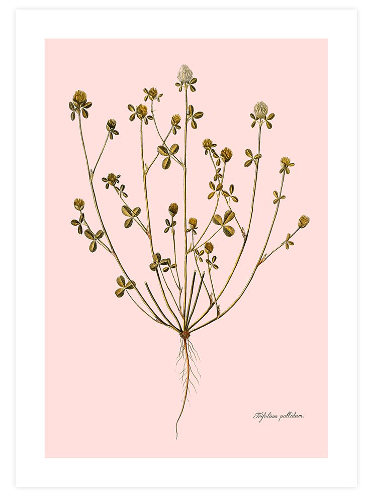Trifolium Pallidum (Güzel Üçgül) - Art Print Ürün ana görseli