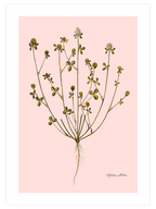 Trifolium Pallidum (Güzel Üçgül) - Art Print