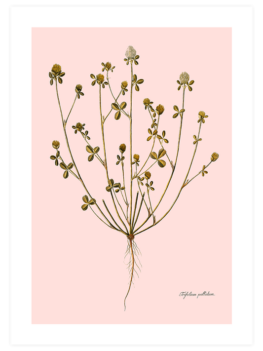 Trifolium Pallidum (Güzel Üçgül) Poster - Giclée Baskı