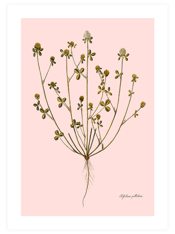 Trifolium Pallidum (Güzel Üçgül) - Art Print