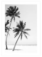 Üç Palmiye - Art Print