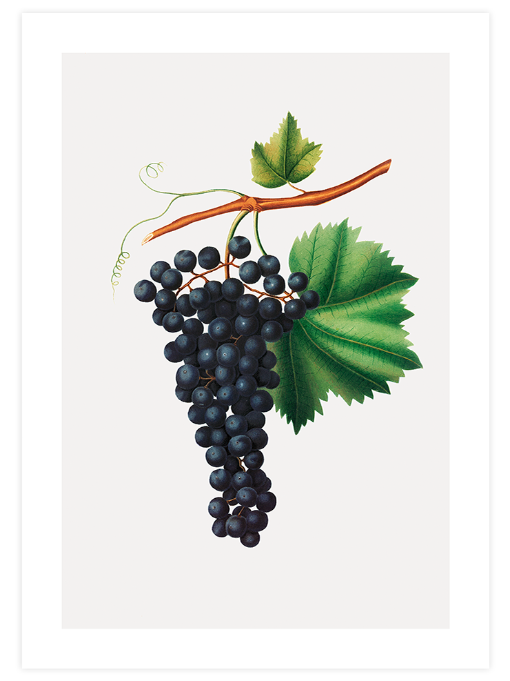 Fruity Corner - Poster Seti Trio Ürün ikincil görseli