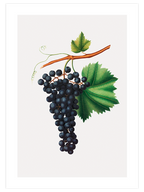 Üzüm Resmi - Art Print