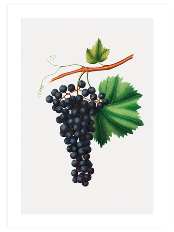 Fruity Corner - Poster Seti Trio