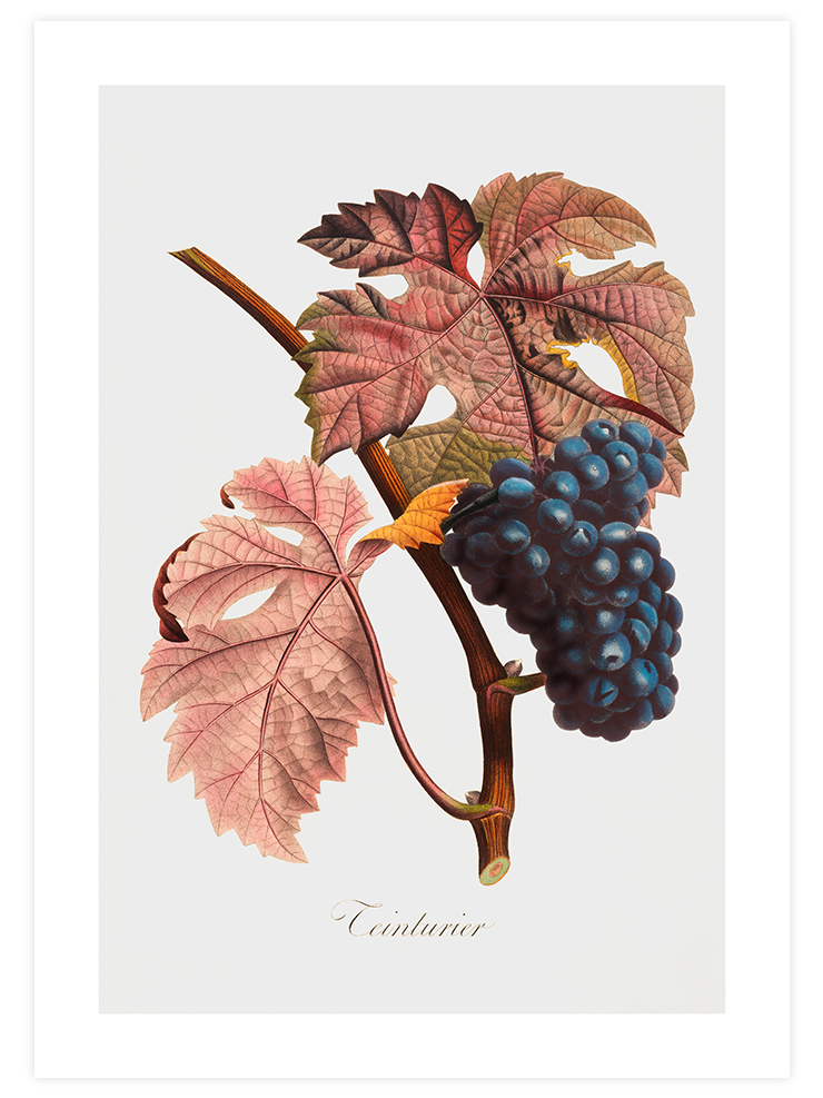 Vintage Fruits - Poster Seti Duo Ürün ikincil görseli