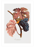 Üzüm - Art Print