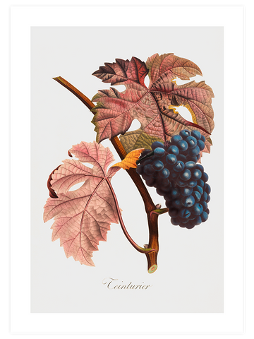 Vintage Fruits - Poster Seti Trio
