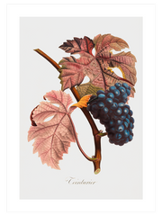 Vintage Fruits - Poster Seti Duo
