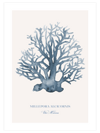 Vita Marina - Art Print