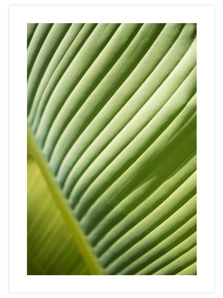 Yaprak - Art Print Ürün ana görseli