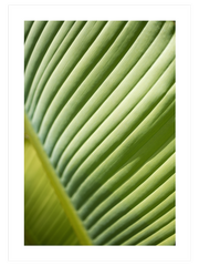 Yaprak - Fine Art Poster