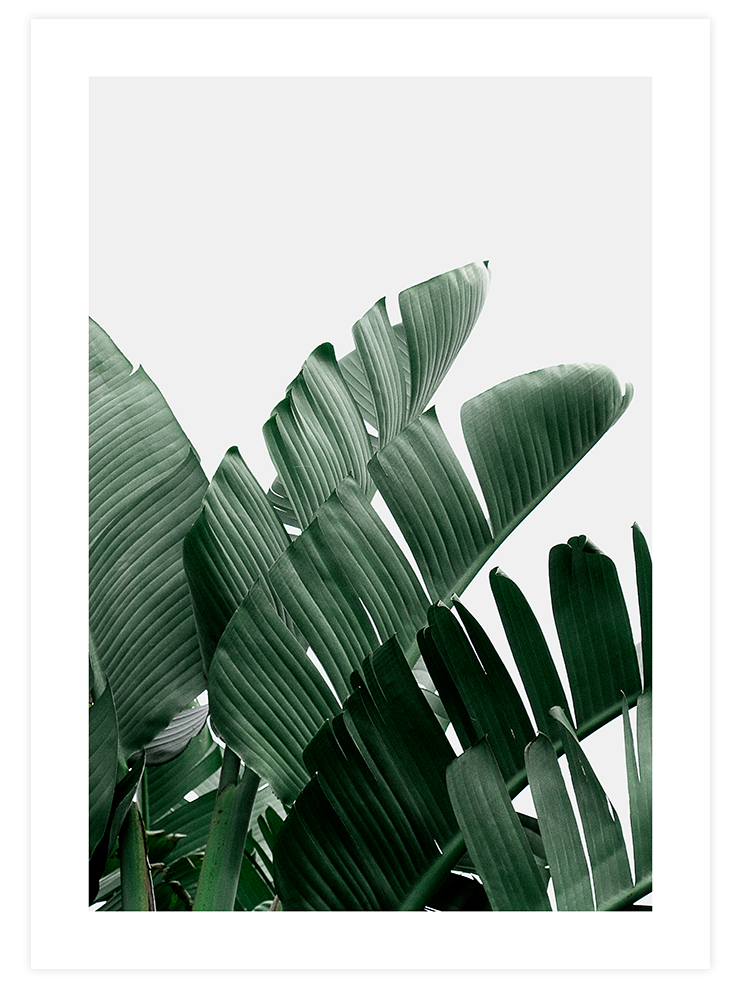 Yeşil Bitki Aşkı N3 - Art Print Fotoğraflar Poster