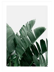 Yeşil Bitki Aşkı N3 Poster - Giclée Baskı