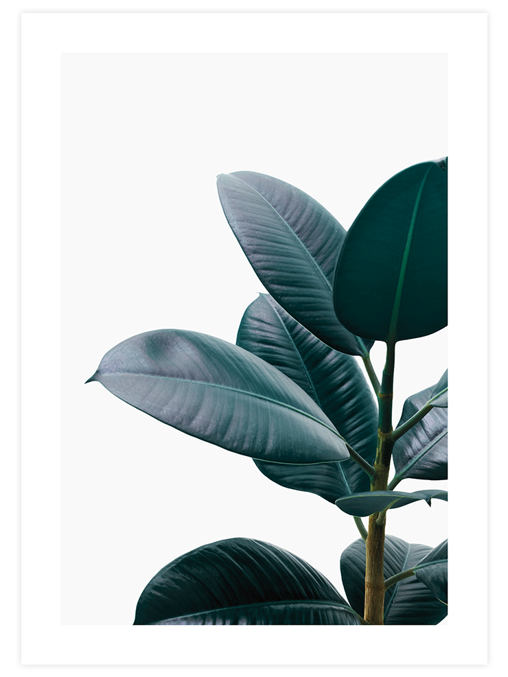Yeşil Bitki Aşkı N1 - Art Print Fotoğraflar Poster