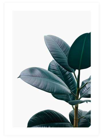 Yeşil Bitki Aşkı N1 - Art Print