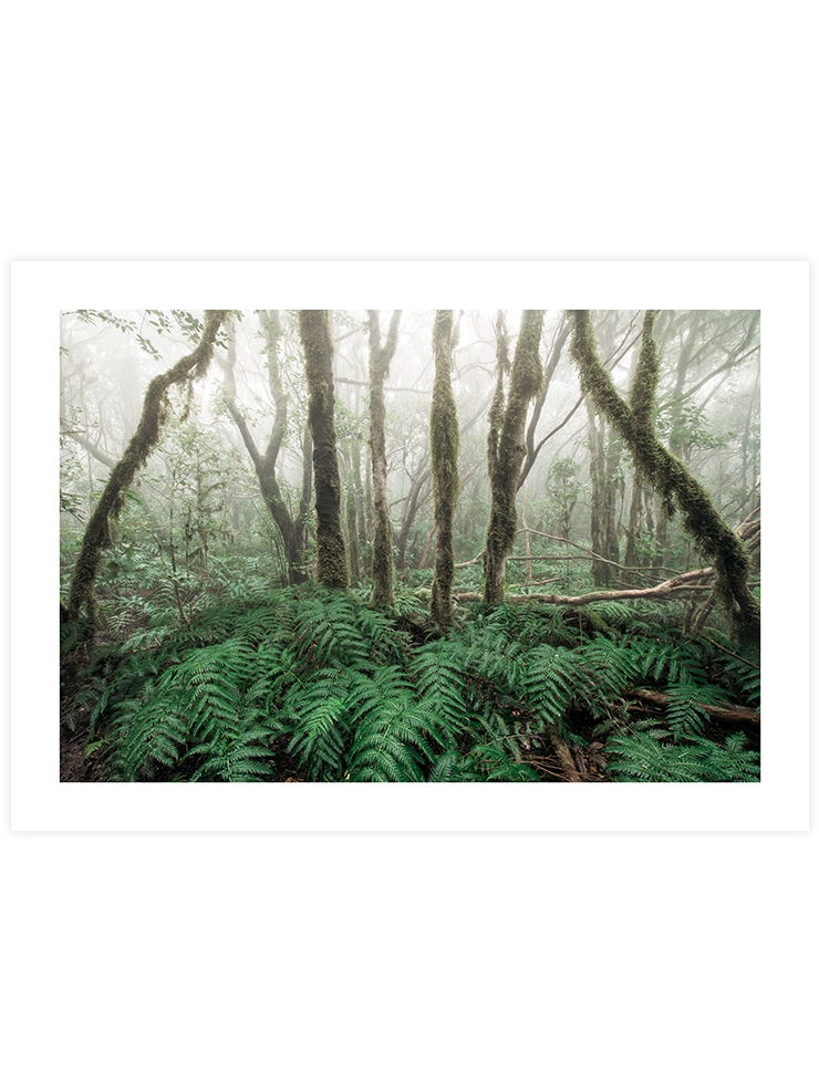 Yeşil Orman - Art Print Fotoğraflar Poster