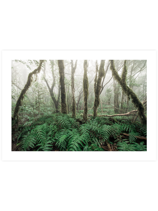 Yeşil Orman Poster - Giclée Baskı