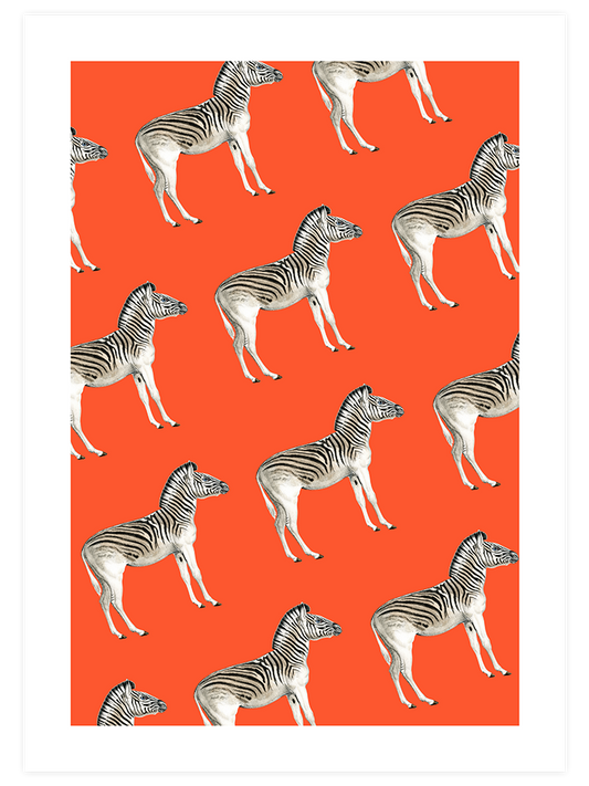 Zebralar - Fine Art Poster