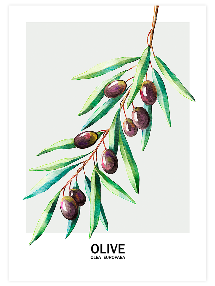 Zeytin - Art Print