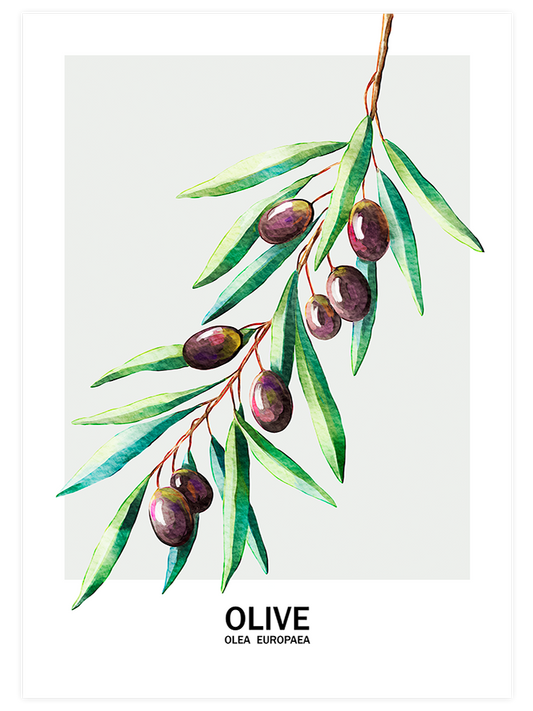 Zeytin - Art Print