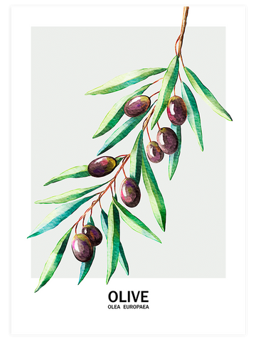 Zeytin - Art Print