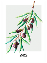 Zeytin - Fine Art Poster