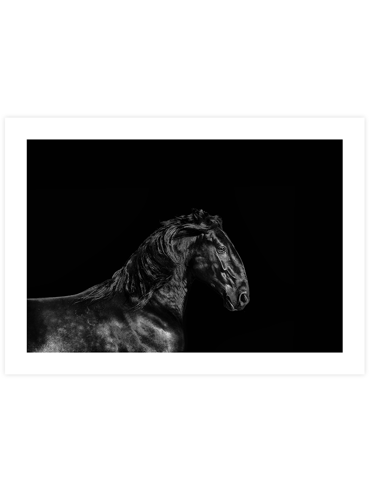 Siyah At - Art Print Fotoğraflar Poster