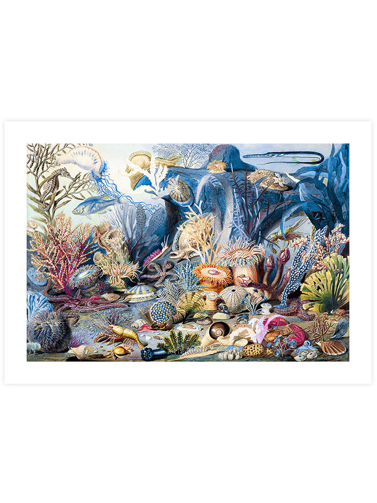 Su Altı Dünyası - Art Print Ürün ana görseli