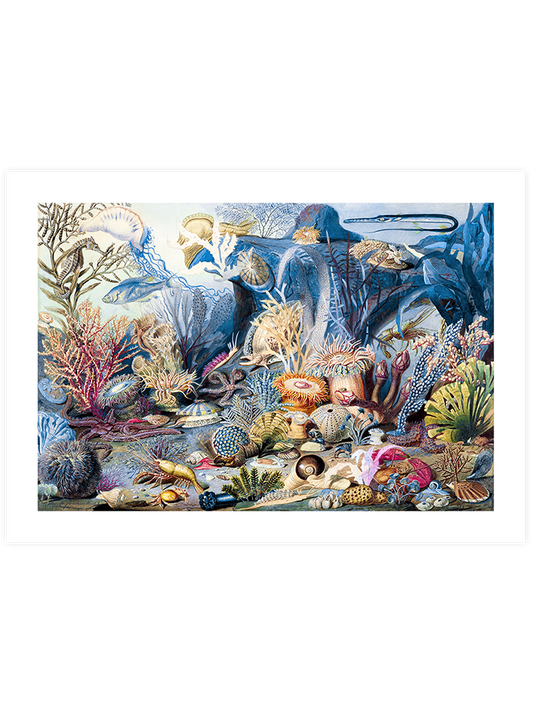 Su Altı Dünyası - Art Print