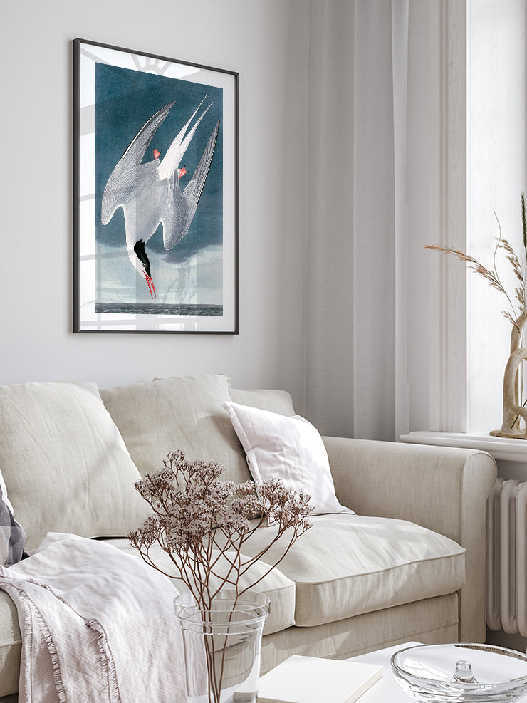 Arctic Tern - Art Print Ürün ikincil görseli
