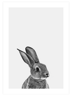 Tavşan - Art Print