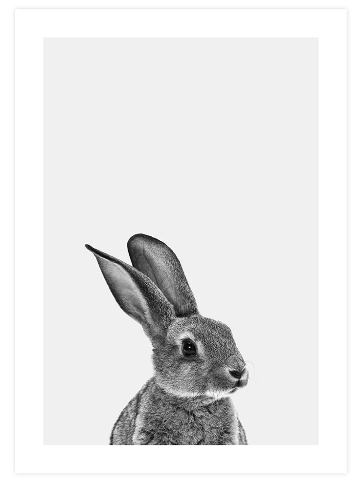 Tavşan - Art Print Fotoğraflar Poster