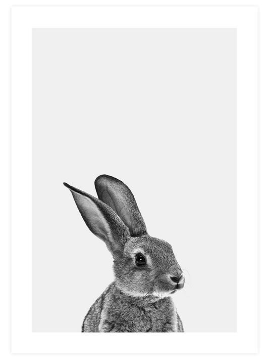 Tavşan Poster - Giclée Baskı