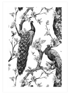 Tavus Kuşu - Art Print