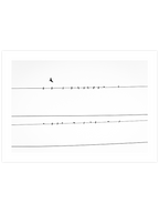 Teller Üzerindeki Kuşlar - Art Print