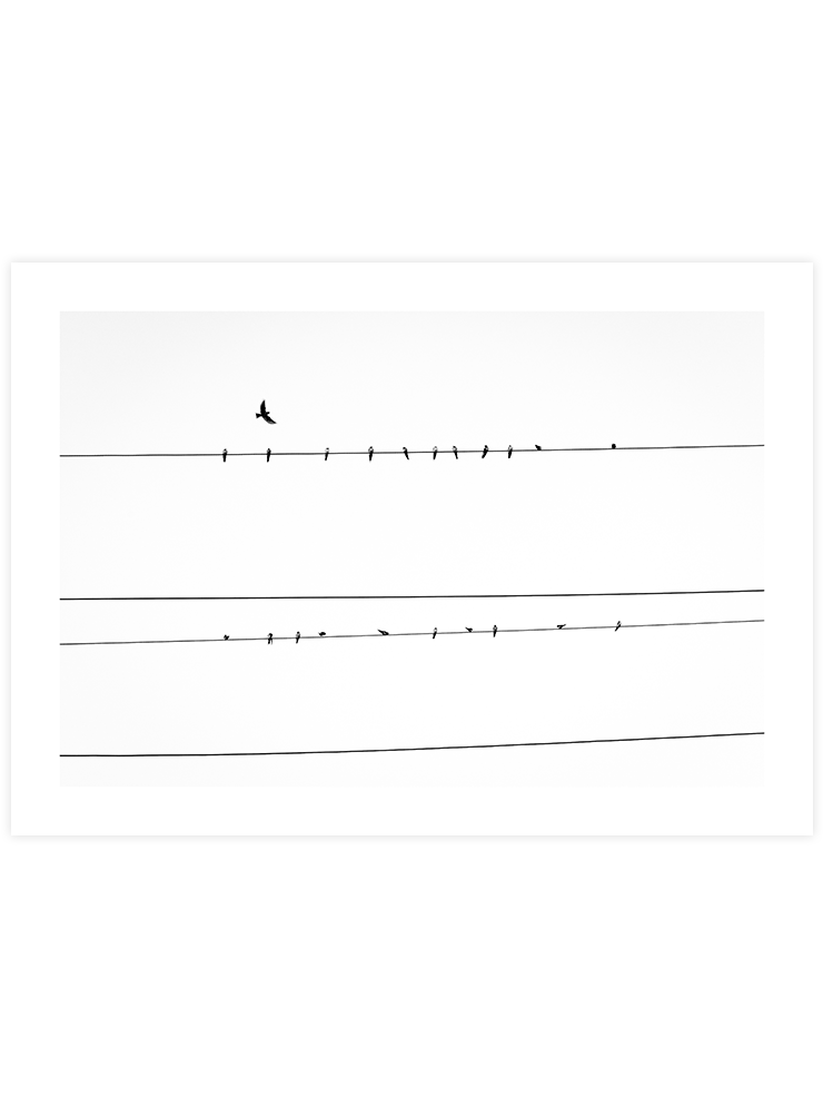 Teller Üzerindeki Kuşlar - Art Print