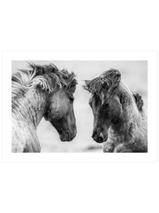 Vahşi Atlar - Fine Art Poster