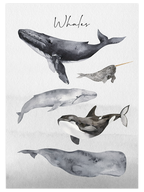 Whales - Art Print