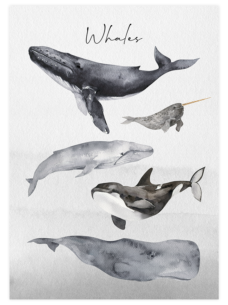 Whales - Art Print