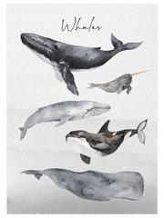 Whales - Art Print