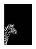 Zebra - Art Print