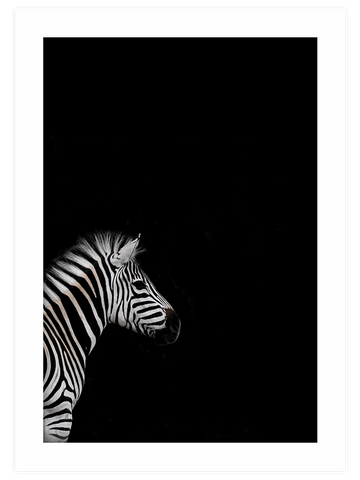 Zebra - Art Print